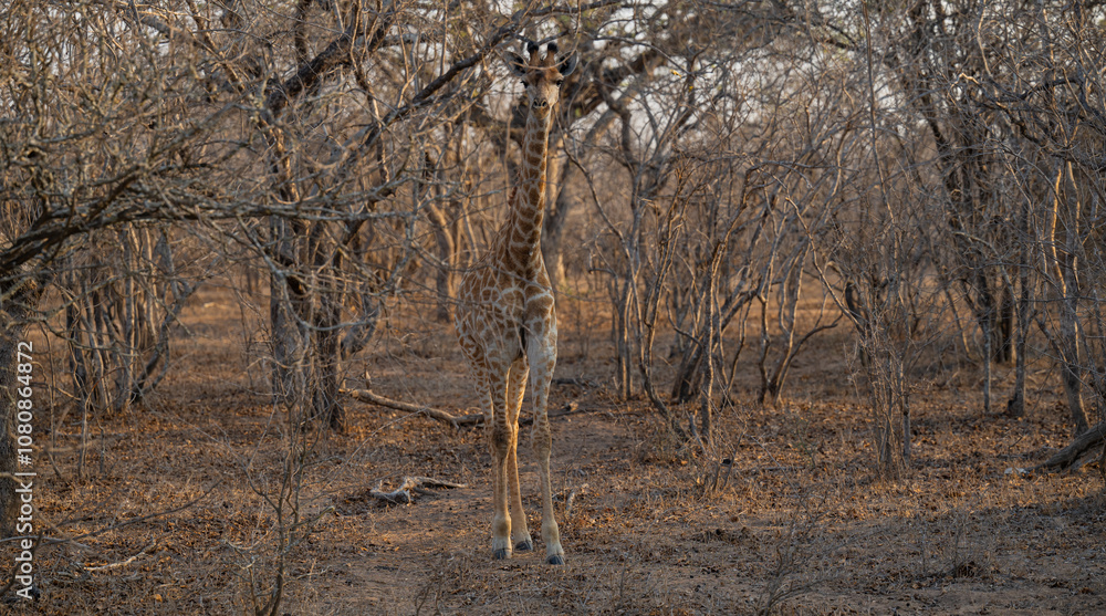 Afrikanische Tiere Giraffen Jungtier im Krüger National Park - Kruger Nationalpark Südafrika