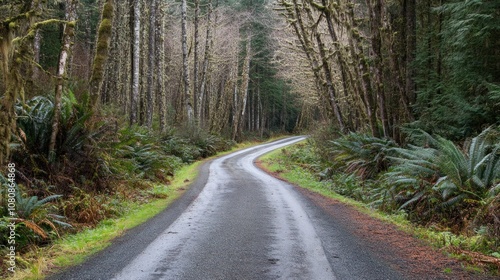 Winding Forest Road