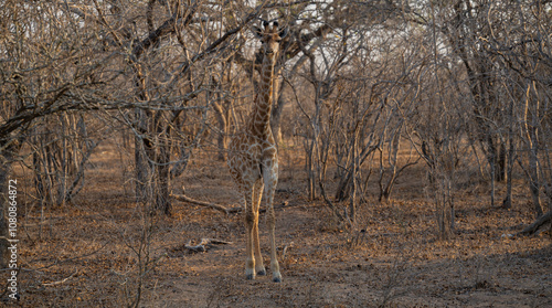 Obraz na płótnie Afrikanische Tiere Giraffen Jungtier im Krüger National Park - Kruger Nationalpark Südafrika w salonie