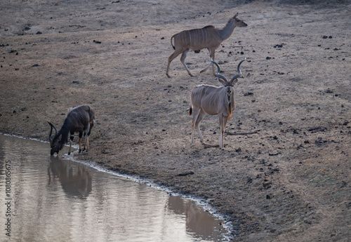 Obraz na płótnie Afrikanische Tiere Männlicher Groß Kudu Strepsiceros, weiblicher groß Kudu und ein Nyala am Wasserloch im Krüger National Park - Kruger Nationalpark Südafrika w salonie