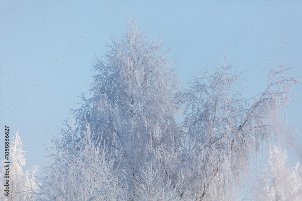 A tree covered in snow with a blue sky in the background A tree covered in snow with a blue sky in the background