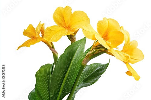 Canna yellow king humbert flower blossom bloom isolated on white background for design advertising or stock photo, summer plant , canna lily photo