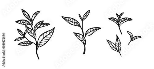 Green tea leaves. Hand drawn illustration of matcha tea. Outline floral elements.
