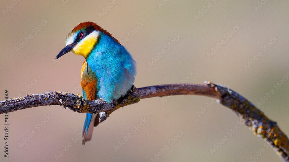 Obraz premium Bee-eater, Merops apiaster, Mediterranean Forest, Castilla y Leon, Spain, Europe