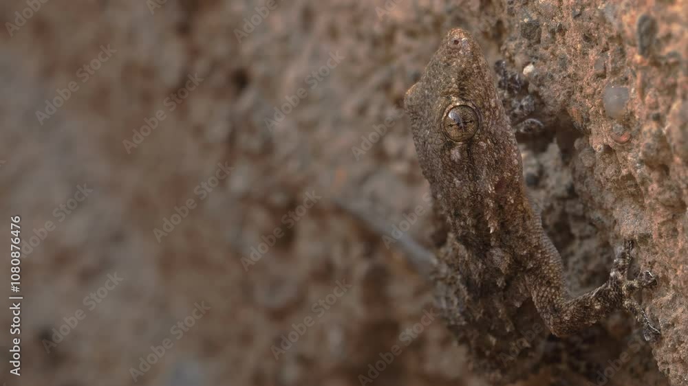 Common gecko, close-up Common gecko, close-up