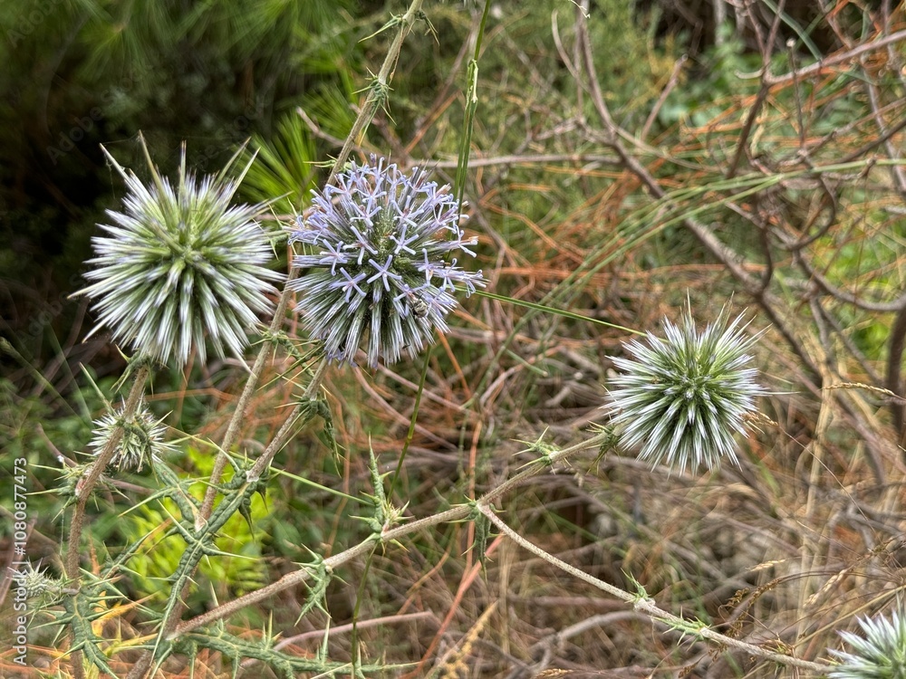 Echinops spinosissimus blooming purple. Echinops spinosissimus grows in July in the wild. Echinops spinosissimus is a European species of plant in the tribe Cardueae within the family Asteraceae. Echinops spinosissimus blooming purple. Echinops spinosissimus grows in July in the wild. Echinops spinosissimus is a European species of plant in the tribe Cardueae within the family Asteraceae.