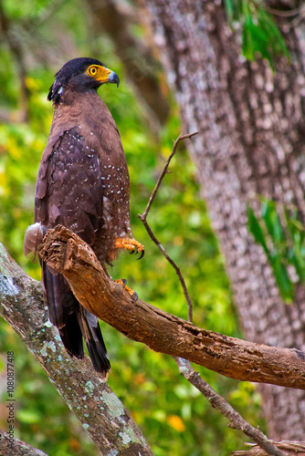 Crested Serpent Eagle, Spilornis cheela, Wilpattu National Park, Sri Lanka, Asia photo