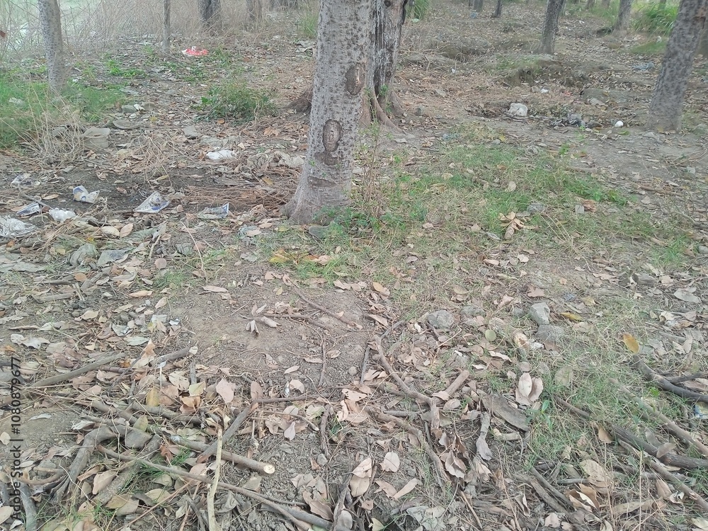 stump in forest, outdoor autumn season, forest path stump in forest, outdoor autumn season, forest path