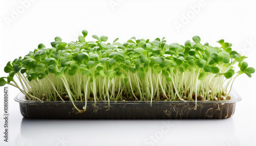 Growing microgreens.Green shoots of mustard isolate