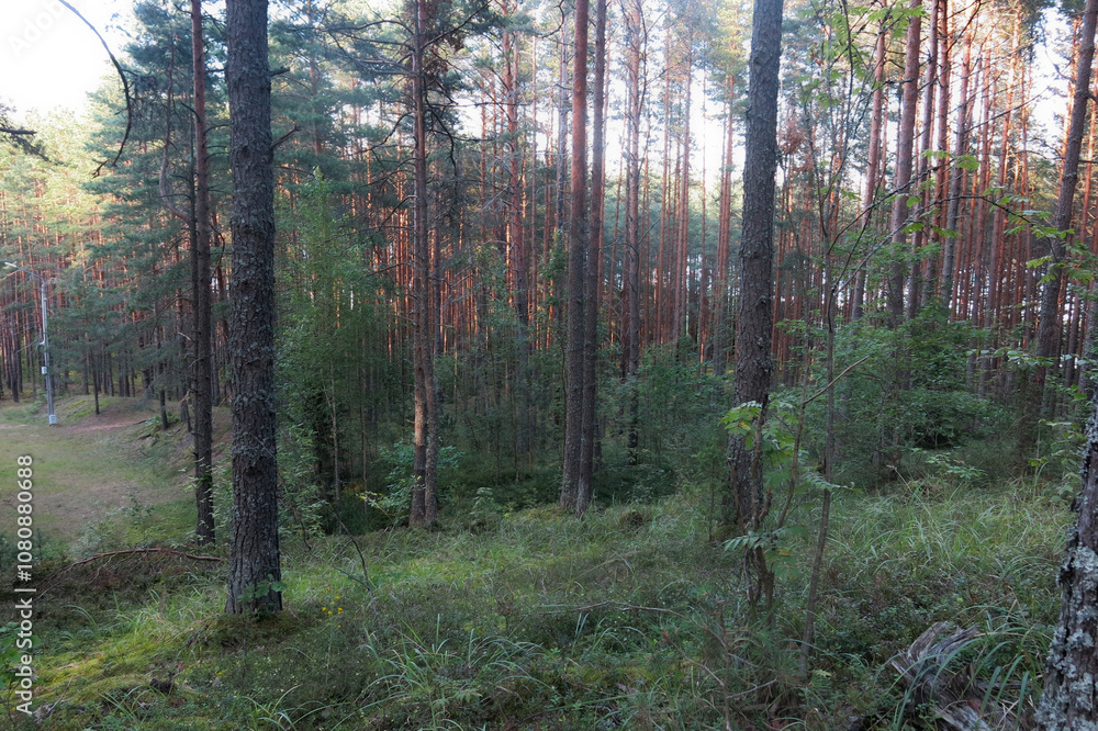 trails in the Sebezhsky National Nature Park among the pines