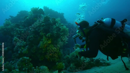 Wallpaper Mural Scuba diver shooting a beautiful coral reef with colorful tropical fish swims around it at sunset, Slow motion of diver filming reef with soft corals at sundown Torontodigital.ca