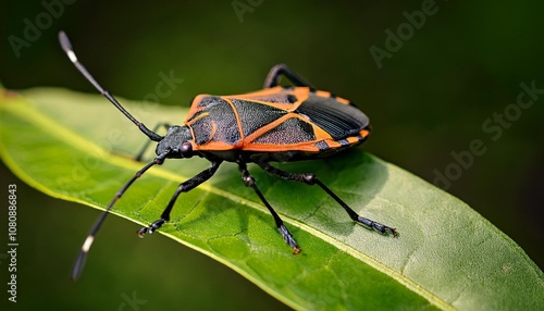 green shield bug photo