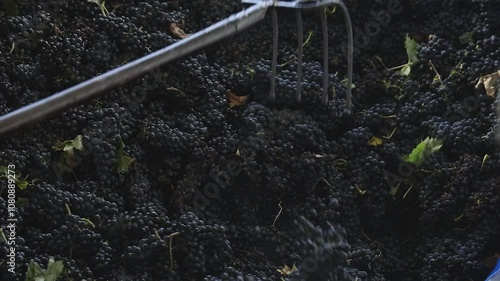 Grapes for red winemaking