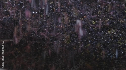 Pressed grapes in wine production