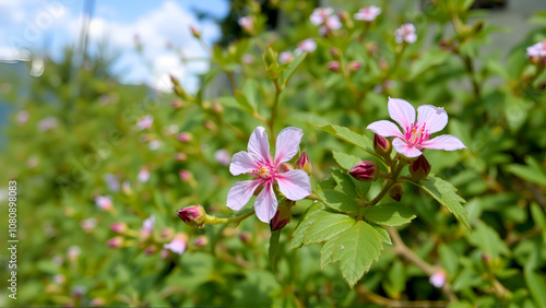 Hoary rock rose or Cistus Creticus plant in Zurich in Switzerland