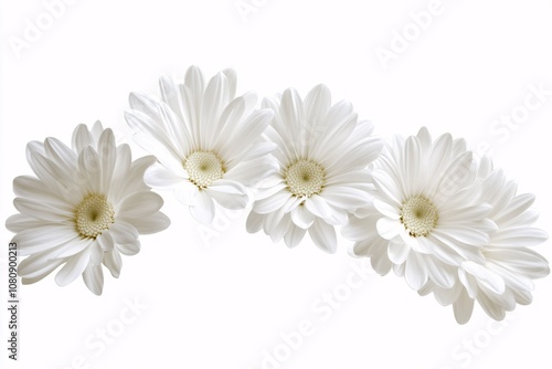 White Daisies: A Delicate Floral Arrangement on a White Background