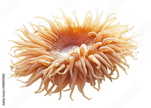 Sea anemone isolated on a white background