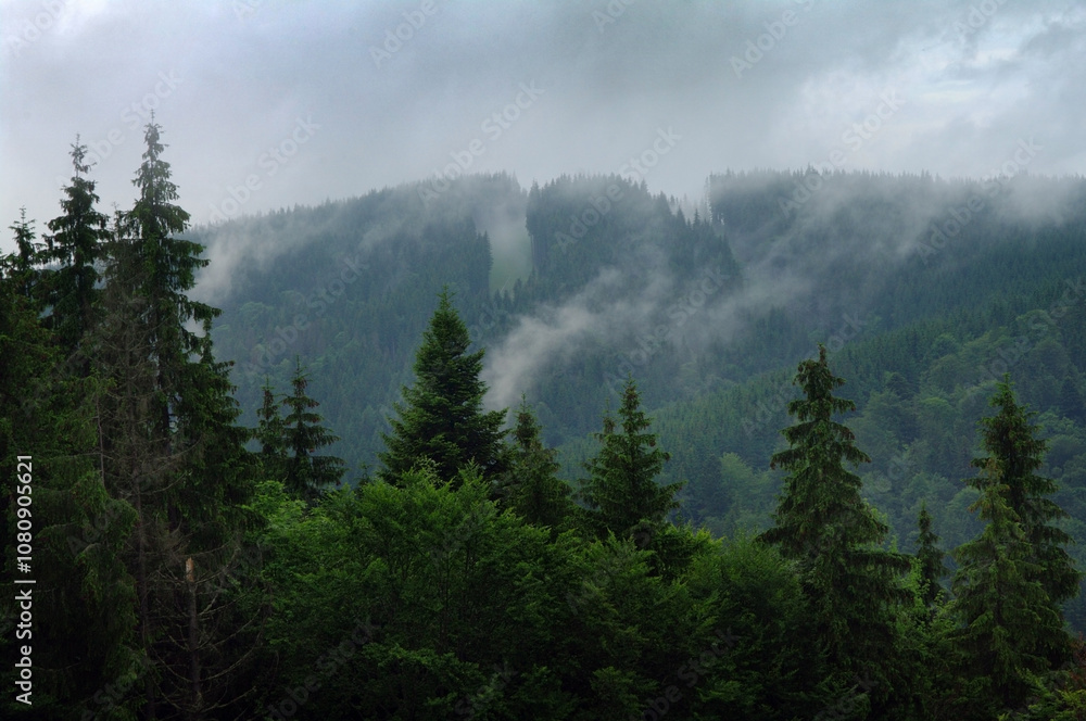 Carpathian spruce forest in fog, calm atmosphere of a fresh morning after rain, silhouettes of spruce trees Carpathian spruce forest in fog, calm atmosphere of a fresh morning after rain, silhouettes of spruce trees