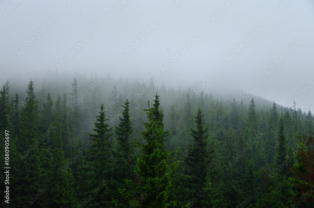 Carpathian spruce silhouettes of spruce trees atforest in fog, calm atmosphere Carpathian spruce silhouettes of spruce trees atforest in fog, calm atmosphere