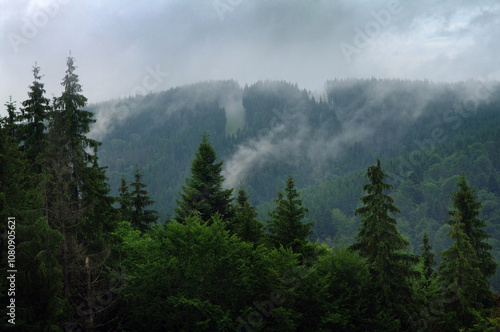 Carpathian spruce forest in fog, calm atmosphere of a fresh morning after rai...