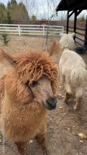 Cute alpacas on the farm