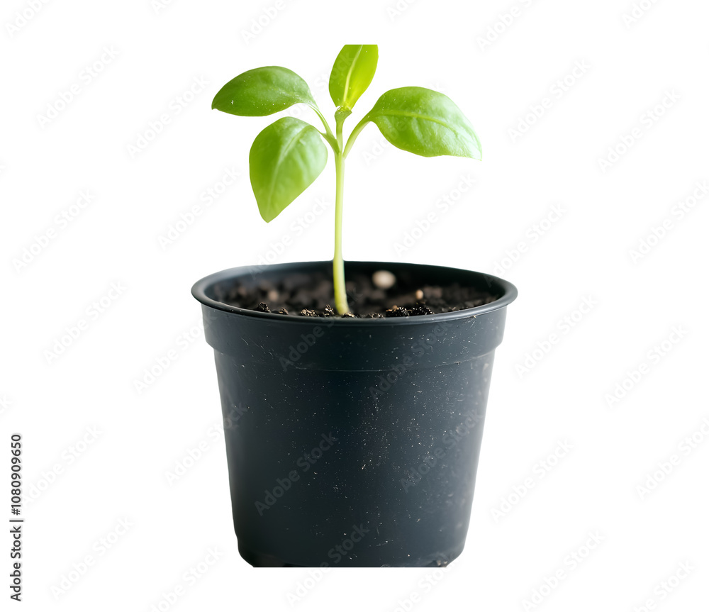 Seedling in a black pot on a white background. isolated background. Seedling in a black pot on a white background. isolated background.