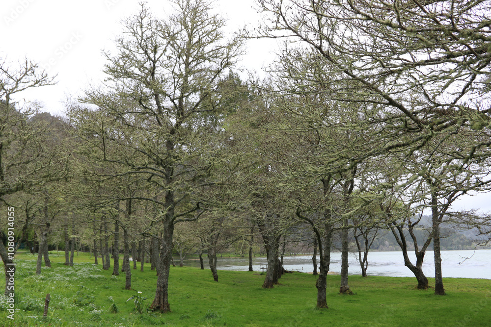 Trees on Furnas Lake - São Miguel island Trees on Furnas Lake - São Miguel island