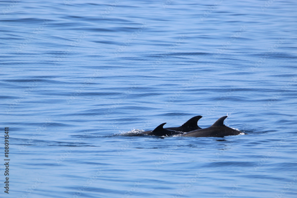 Fototapeta premium Group of dolphins near Ponta Delgada coast