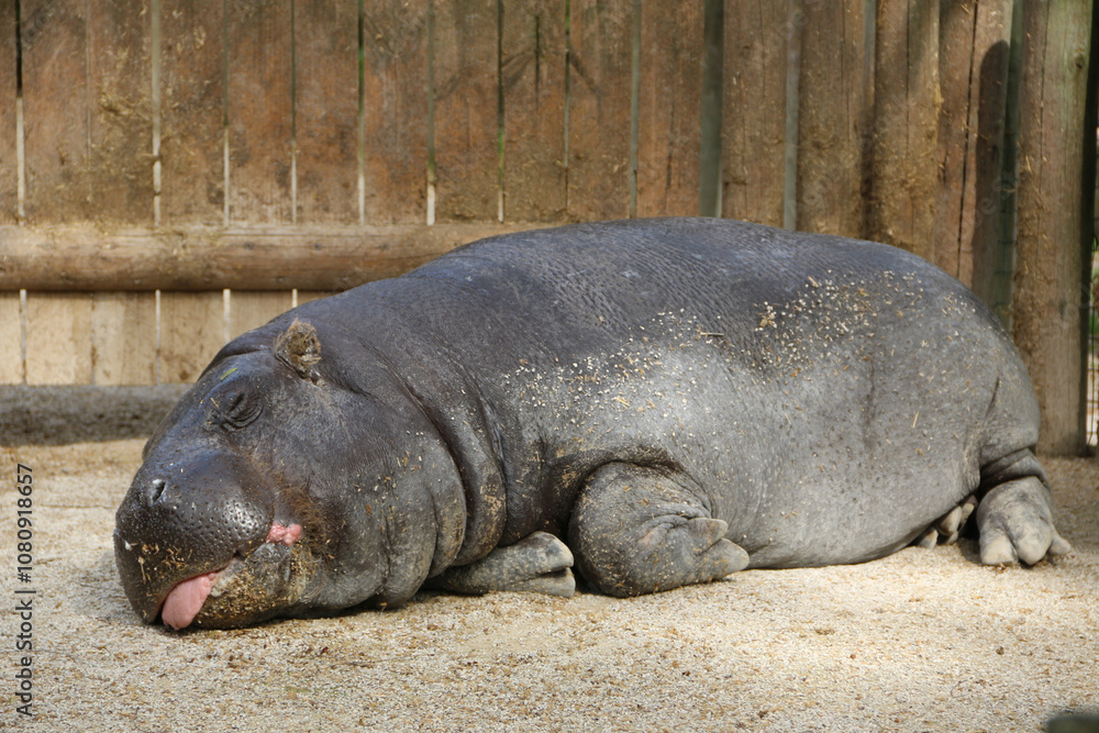 hippopotamus resting on the ground in Lisbon zoo hippopotamus resting on the ground in Lisbon zoo
