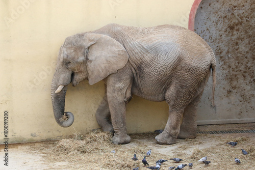 Canvas Print elephant in the zoo close to an wall