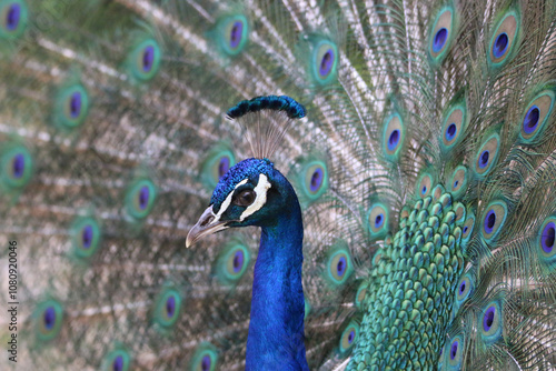 peacock with feathers out in Lisbon zoo