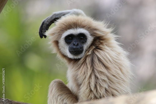 Wallpaper Mural Lar gibbon - close-up photo take in Lisbon zoo Torontodigital.ca