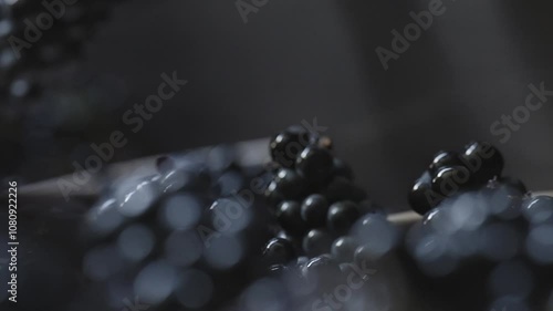 winemaking, grape bunches on the conveyor