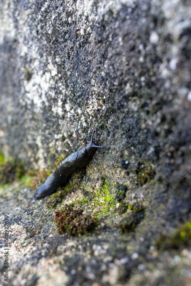 A black slug glides slowly through lush green moss, capturing the essence of Portugal’s moist forest floor. Close-up of nature’s details, perfect for themes of wilderness and biodiversity. A black slug glides slowly through lush green moss, capturing the essence of Portugal’s moist forest floor. Close-up of nature’s details, perfect for themes of wilderness and biodiversity.
