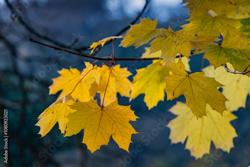 yellow maple leaves on a branch. autumn background