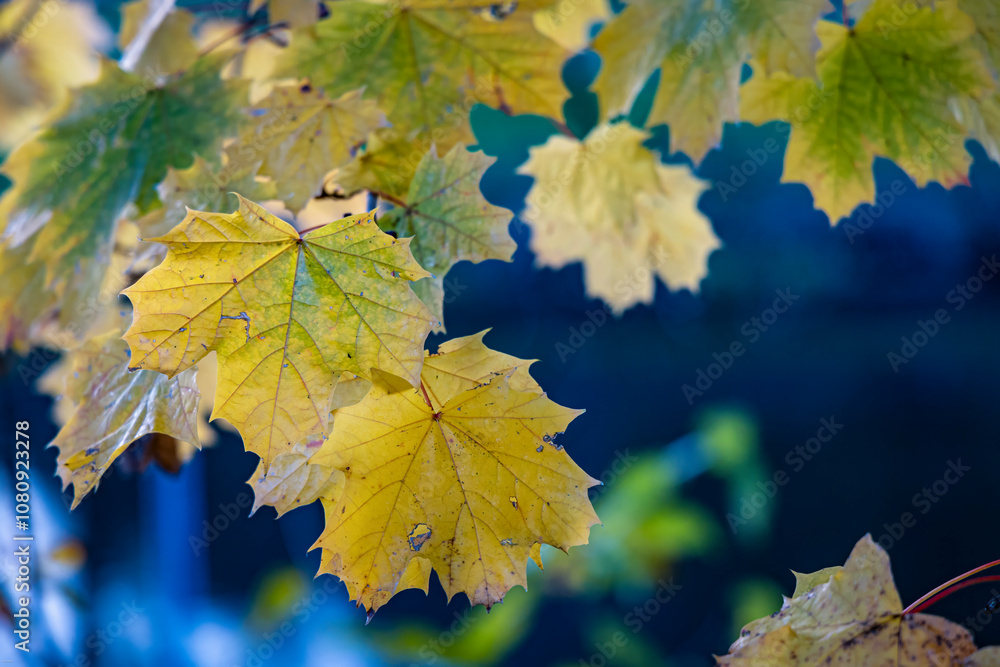 Obraz premium colorful autumn leaves close up