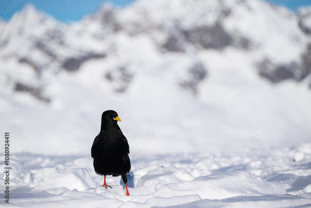 Alpine Chough Dipping Feet in the Snow Alpine Chough Dipping Feet in the Snow