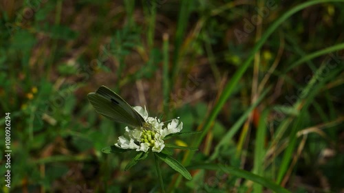  A white butterfly on a white flower eats nectar and flies away..