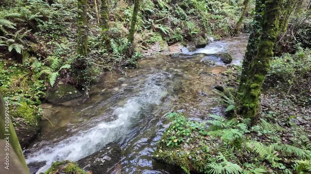 Tall Vilagocende waterfall flows through dense green forest in Fonsagrada, Galicia, surrounded by lush trees.
Tall Vilagocende waterfall flows through dense green forest in Fonsagrada, Galicia, surrounded by lush trees.