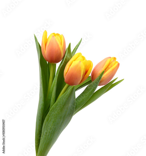 Colorful tulip flowers isolated on white