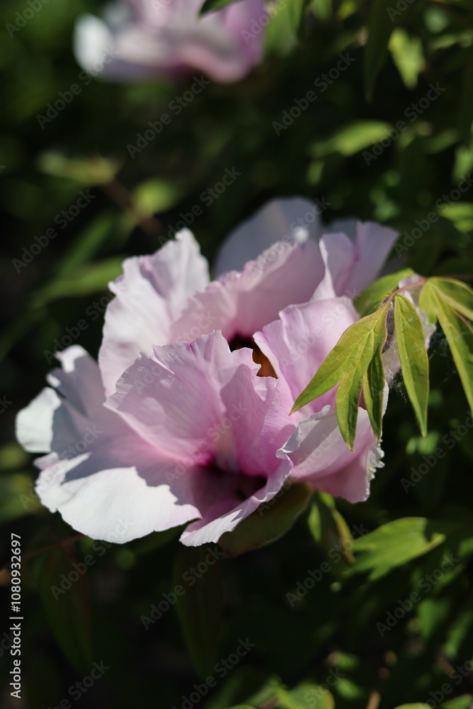 pink rose flower pink rose flower