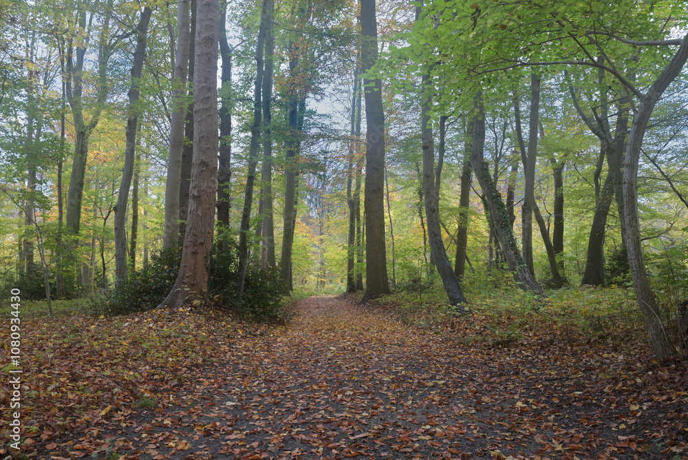 Beautiful autumnal forestry landscape in Belgium Beautiful autumnal forestry landscape in Belgium