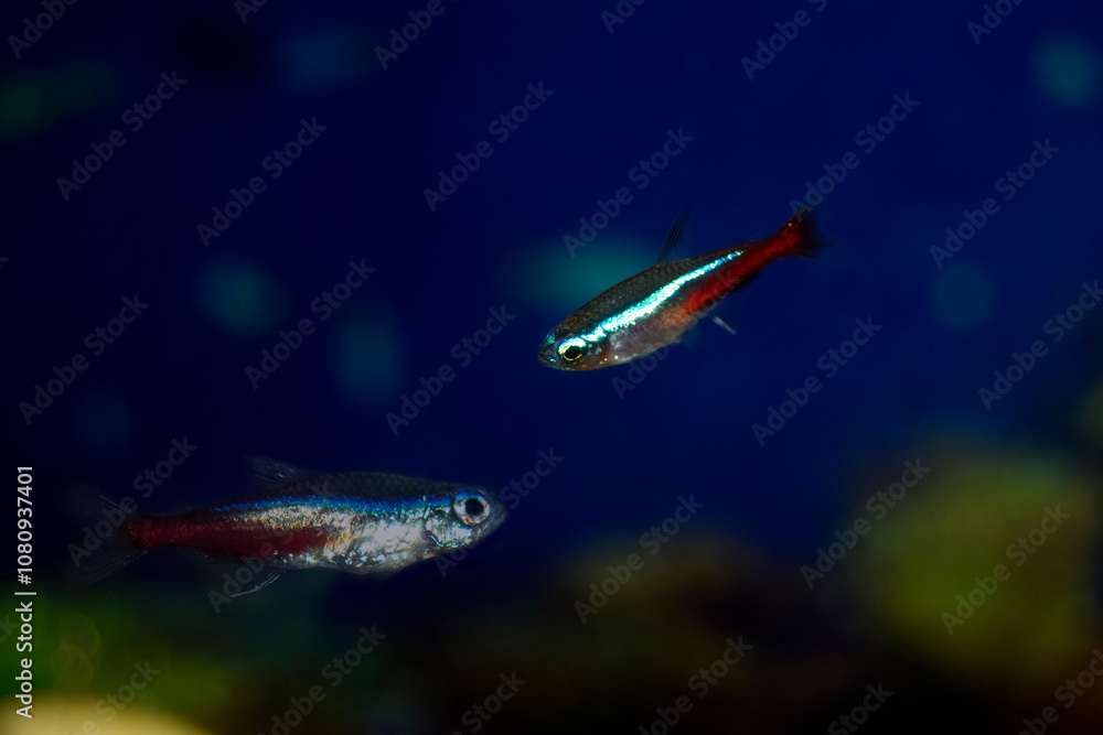Naklejka premium Blue neon aquarium fish swim. Fish is blue-red-gray. Paracheirodon innesi-Latin name.