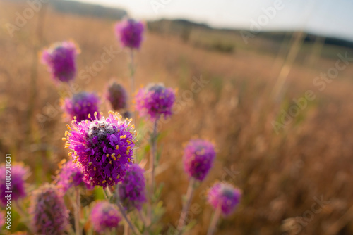 purple prairie clover 