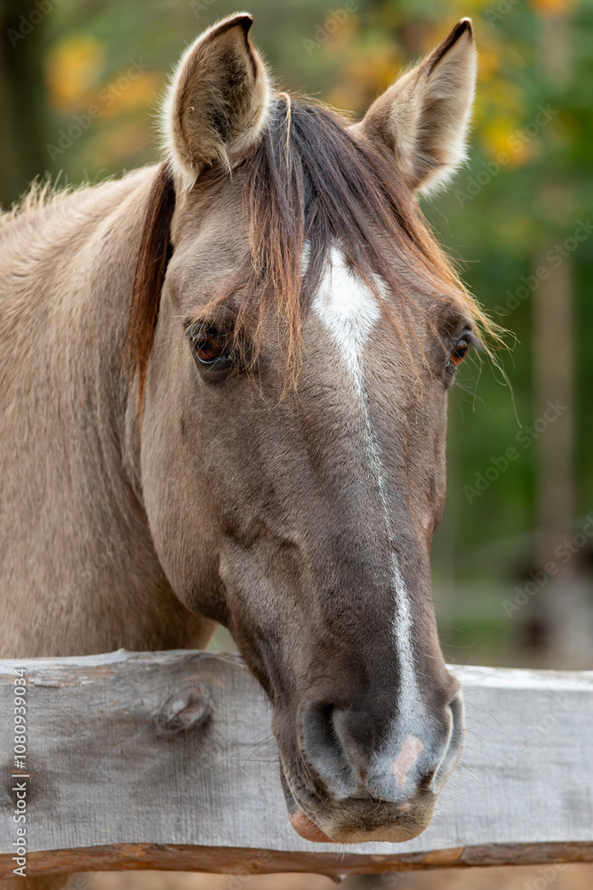 Close-up view of the head of a Lusitano horse looking over the wooden paddock fence. Close-up view of the head of a Lusitano horse looking over the wooden paddock fence.