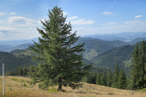 Solitary spruce tree (Picea abies) on the slope of the Carpathian Mountains, Ukraine.