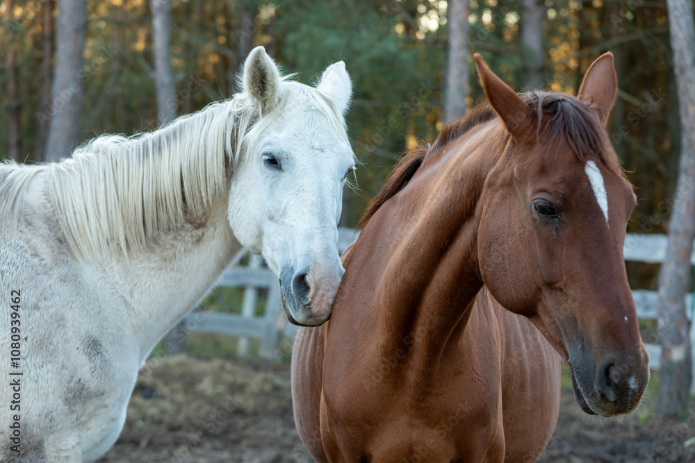 Two horses, gray and bay, in a friendly relationship in the paddock. Two horses, gray and bay, in a friendly relationship in the paddock.