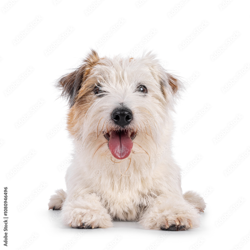 Happy brown with white Jack Russell dog, laying down facing front. Looking towards camera with tongue out. Isolated on a white background.