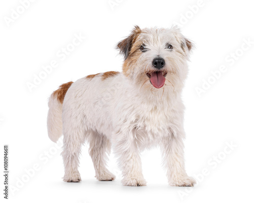 Happy brown with white Jack Russell dog, standing side wayst. Looking towards camera with tongue out. Isolated on a white background.