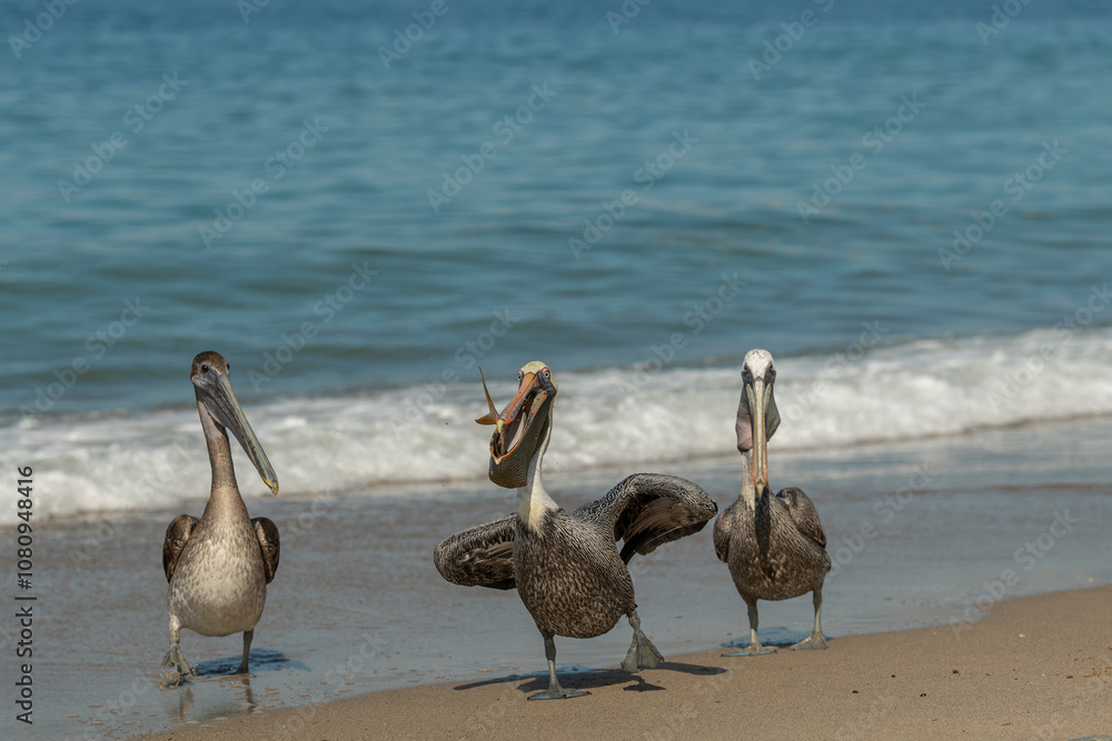 Pelican feeding on a large fish on a white sand beach at the ocean shore. Sunny day blue sky. Pelican feeding on a large fish on a white sand beach at the ocean shore. Sunny day blue sky.